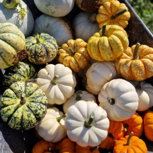 Pumpkin Picking